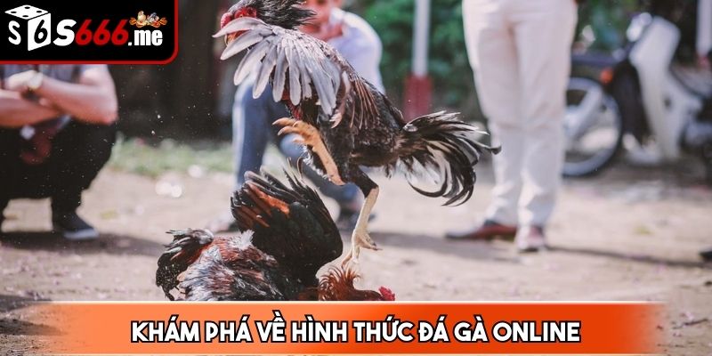 Đá gà online được biết đến là hình thức giải trí ăn khách
