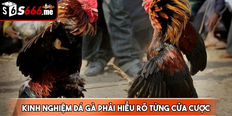 Kinh nghiệm đá gà được đúc kết từ những chuyên gia hàng đầu